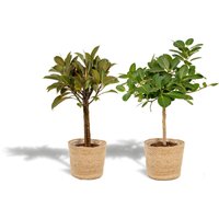 Hello Plants | 2er-Set Ficus im Korb - Elastica & Benghalensis von Hello Plants