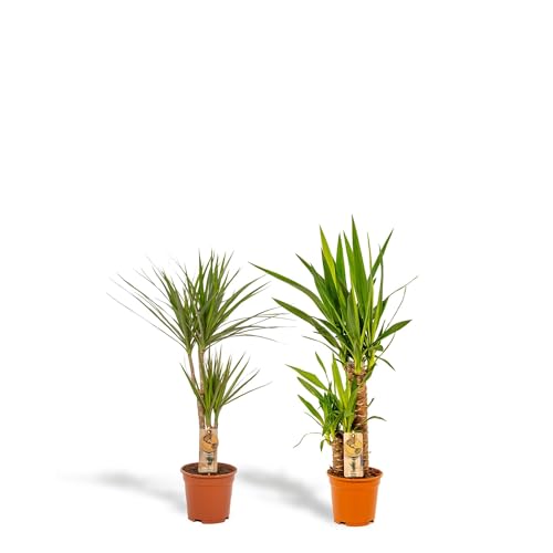 Hello Plants 2er Set Ohne Korb Dracaena Marginata 70cm hoch, 17Ø + Yucca 90cm hoch, 17Ø - Einfache Zimmerpflanzen - Tropische Palmen - Luftreinigende pflanze von Hello Plants