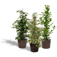 Hello Plants | 3er-Set Ficus im Korb - Danielle, Twilight & Microcarpa von Hello Plants