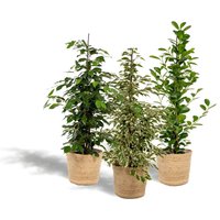 Hello Plants | 3er-Set Ficus im Korb - Danielle, Twilight & Microcarpa von Hello Plants