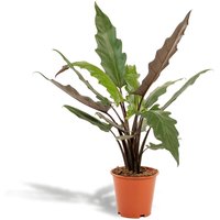 Hello Plants | Alocasia Lauterbachiana von Hello Plants