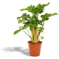 Hello Plants | Alocasia Lowrider von Hello Plants