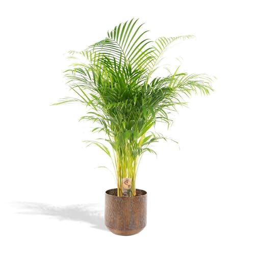 Hello Plants Areca Palm Mit Topf Goldpalme/Dypsis Lutescens 110cm hoch, 21Ø - Große Zimmerpflanze - Tropische Palme - Luftreinigende pflanze - Frisch aus der Gärtnerei von Hello Plants