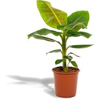Hello Plants | Bananenpflanze - Musa Dward Cavendish von Hello Plants