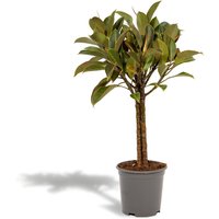 Hello Plants | Ficus Elastica Melany von Hello Plants