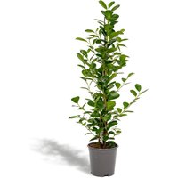 Hello Plants | Ficus Microcarpa Moclame von Hello Plants