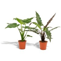Hello Plants | Set mit 2 Alocasias - Cucullata & Lauterbachiana von Hello Plants