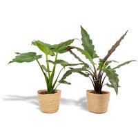 Hello Plants | Set mit 2 Alocasias im Korb - Cucullata & Lauterbachiana von Hello Plants