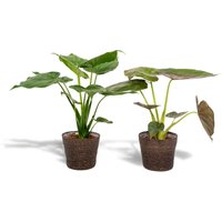Hello Plants | Set mit 2 Alocasias im Korb - Cucullata & Wentii von Hello Plants