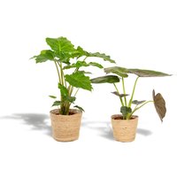 Hello Plants | Set mit 2 Alocasias im Korb - Wentii & Portodora von Hello Plants