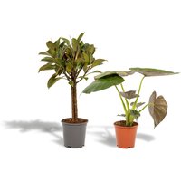 Hello Plants | Set mit 2 Zimmerpflanzen - Ficus Elastica Melany & Alocasia Wentii von Hello Plants