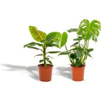 Hello Plants | Set mit 2 Zimmerpflanzen Monstera & Bananenpflanze von Hello Plants