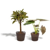 Hello Plants | Set mit 2 Zimmerpflanzen im Korb – Ficus Elastica Melany & Alocasia Wentii von Hello Plants