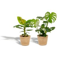 Hello Plants | Set mit 2 Zimmerpflanzen im Korb – Monstera & Bananenpflanze von Hello Plants