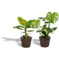 Hello Plants | Set mit 2 Zimmerpflanzen im Korb – Monstera & Bananenpflanze von Hello Plants