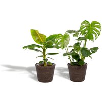 Hello Plants | Set mit 2 Zimmerpflanzen im Korb – Monstera & Bananenpflanze Hello Plants | Set mit 2 Zimmerpflanzen im Korb – Monstera & Bananenpflanze von Hello Plants