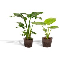 Hello Plants | Set mit 2 Zimmerpflanzen im Korb - Strelitzia Nicolai & Alocasia Macrorrhiza von Hello Plants