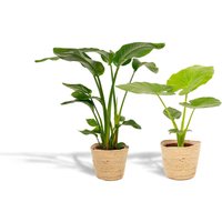 Hello Plants | Set mit 2 Zimmerpflanzen im Korb - Strelitzia & Alocasia von Hello Plants