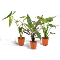 Hello Plants | Set mit 3 Alocasias - Zebrina, Cucullata & Lauterbachiana von Hello Plants