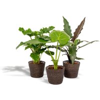 Hello Plants | Set mit 3 Alocasias im Korb - Low Rider, Macrorrhiza & Lauterbachiana von Hello Plants