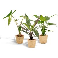 Hello Plants | Set mit 3 Alocasias im Korb - Zebrina, Cucullata & Lauterbachiana von Hello Plants