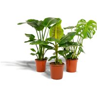Hello Plants | Set mit 3 Zimmerpflanzen Monstera, Bananenpflanze und Strelitzia von Hello Plants