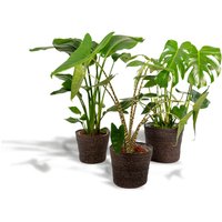 Hello Plants | Set mit 3 Zimmerpflanzen im Korb Monstera, Alocasia & Strelitzia von Hello Plants
