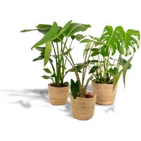 Hello Plants | Set mit 3 Zimmerpflanzen im Korb Monstera, Alocasia & Strelitzia von Hello Plants