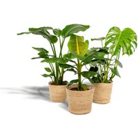 Hello Plants | Set mit 3 Zimmerpflanzen im Korb Monstera, Bananenpflanze & Strelitzia von Hello Plants