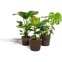 Hello Plants | Set mit 3 Zimmerpflanzen im Korb Monstera, Bananenpflanze & Strelitzia Hello Plants | Set mit 3 Zimmerpflanzen im Korb Monstera, Bananenpflanze & Strelitzia von Hello Plants