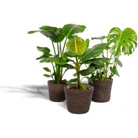 Hello Plants | Set mit 3 Zimmerpflanzen im Korb Monstera, Bananenpflanze & Strelitzia von Hello Plants