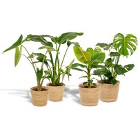 Hello Plants | Set mit 4 Zimmerpflanzen im Korb – Monstera, Alocasia, Strelitzia & Bananenpflanze von Hello Plants