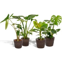 Hello Plants | Set mit 4 Zimmerpflanzen im Korb – Monstera, Alocasia, Strelitzia & Bananenpflanze von Hello Plants