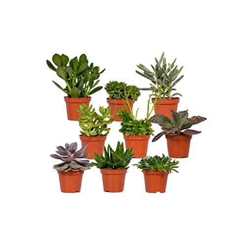 Hello Plants Succulent Sukkulenten Mix im Ø 8.5 cm Pflanzentopf - 9 Stück - Höhe: 10 cm - Einfache Zimmerpflanzen - Tropische Pflanzen - Luftreinigende Pflanze von Hello Plants