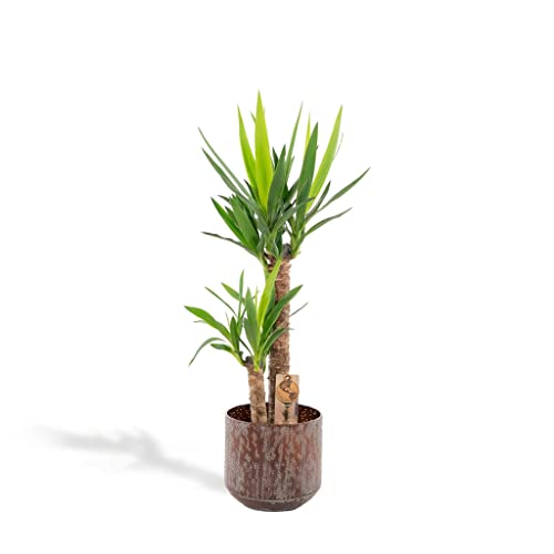Hello Plants Zimmerpflanze XL Yucca mit Metalltopf braun Palmlilie 100 cm hoch, ø21 - Luftreinigende Große Tropische Palme Frisch aus der Gärtnerei, Schwarzer Topf von Hello Plants