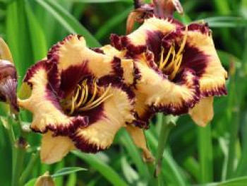 Taglilie 'Open My Eyes', Hemerocallis 'Open My Eyes', Topfware XL von Hemerocallis 'Open My Eyes'