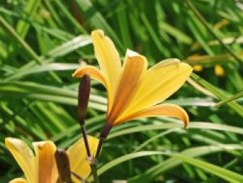 Taglilie, Hemerocallis dumortieri, Topfware von Hemerocallis dumortieri