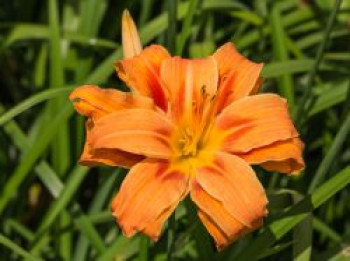 Gefülltblühende Taglilie 'Kwanso', Hemerocallis fulva 'Kwanso', Topfware von Hemerocallis fulva 'Kwanso'