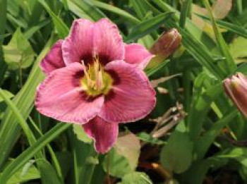 Taglilie 'Always Afternoon', Hemerocallis x cultorum 'Always Afternoon', Topfware von Hemerocallis x cultorum 'Always Afternoon'
