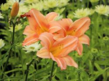 Taglilie 'Anneliese Frevert', Hemerocallis x cultorum 'Anneliese Frevert', Topfware von Hemerocallis x cultorum 'Anneliese Frevert'