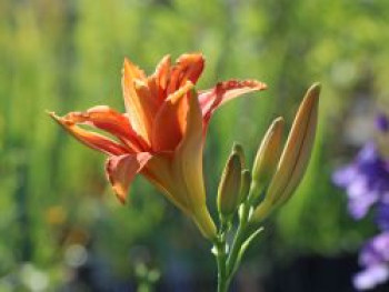 Taglilie 'Apricot Beauty', Hemerocallis x cultorum 'Apricot Beauty', Topfware von Hemerocallis x cultorum 'Apricot Beauty'