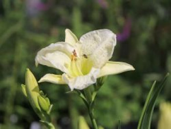 Taglilie 'Arctic Snow', Hemerocallis x cultorum 'Arctic Snow', Topfware von Hemerocallis x cultorum 'Arctic Snow'