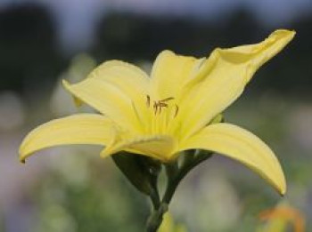 Taglilie 'Atlas', Hemerocallis x cultorum 'Atlas', Topfware von Hemerocallis x cultorum 'Atlas'