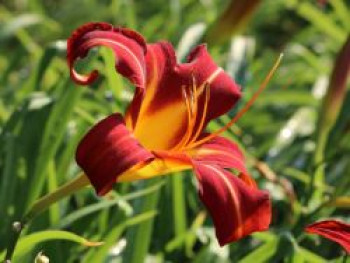 Taglilie 'Autumn Red', Hemerocallis x cultorum 'Autumn Red', Topfware von Hemerocallis x cultorum 'Autumn Red'