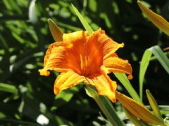 Taglilie 'Burning Daylight', Hemerocallis x cultorum 'Burning Daylight', Topfware von Hemerocallis x cultorum 'Burning Daylight'