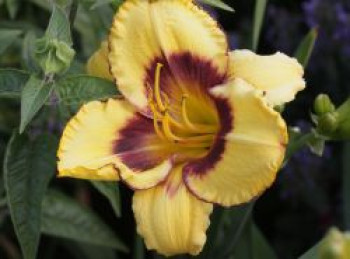 Taglilie 'Calico Jack', Hemerocallis x cultorum 'Calico Jack', Topfware XL von Hemerocallis x cultorum 'Calico Jack'