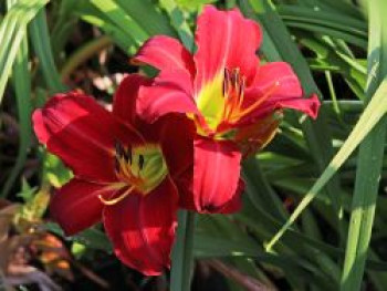 Taglilie 'Chicago Apache', Hemerocallis x cultorum 'Chicago Apache', Topfware von Hemerocallis x cultorum 'Chicago Apache'