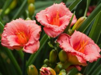 Taglilie 'Cosmopolitan', Hemerocallis x cultorum 'Cosmopolitan', Topfware von Hemerocallis x cultorum 'Cosmopolitan'