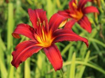 Taglilie 'Crimson Pirate', Hemerocallis x cultorum 'Crimson Pirate', Topfware XL von Hemerocallis x cultorum 'Crimson Pirate'