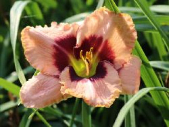 Taglilie 'Daring Deception', Hemerocallis x cultorum 'Daring Deception', Topfware von Hemerocallis x cultorum 'Daring Deception'